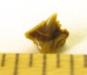 SC Eocene Nurse Shark Tooth